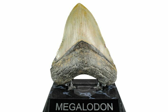 Fossil Megalodon Tooth - North Carolina #355840